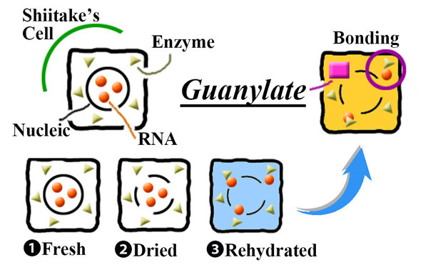 970x600Guanylate.jpg