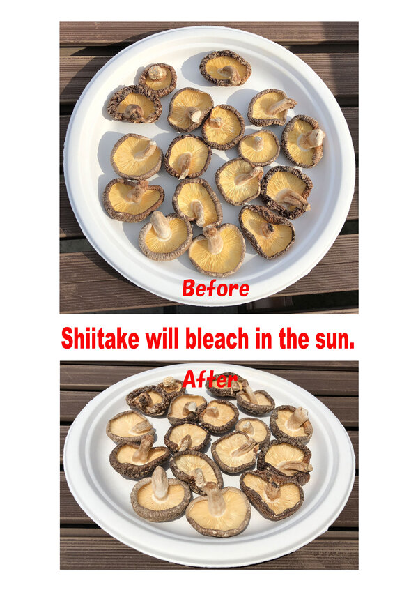Sun-drying shiitake