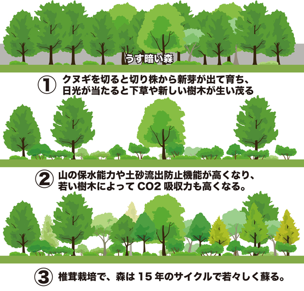 萌芽更新で森を再生する.jpg