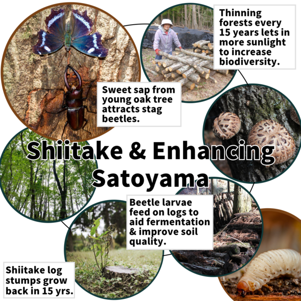 Shiitake & Enhancing Satoyama