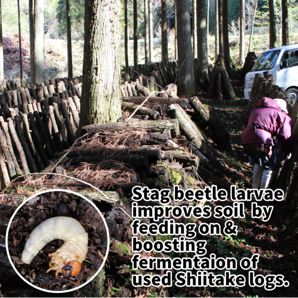 Beetle Larvae Powering Satoyama