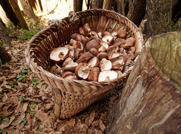 高千穂の椎茸かご